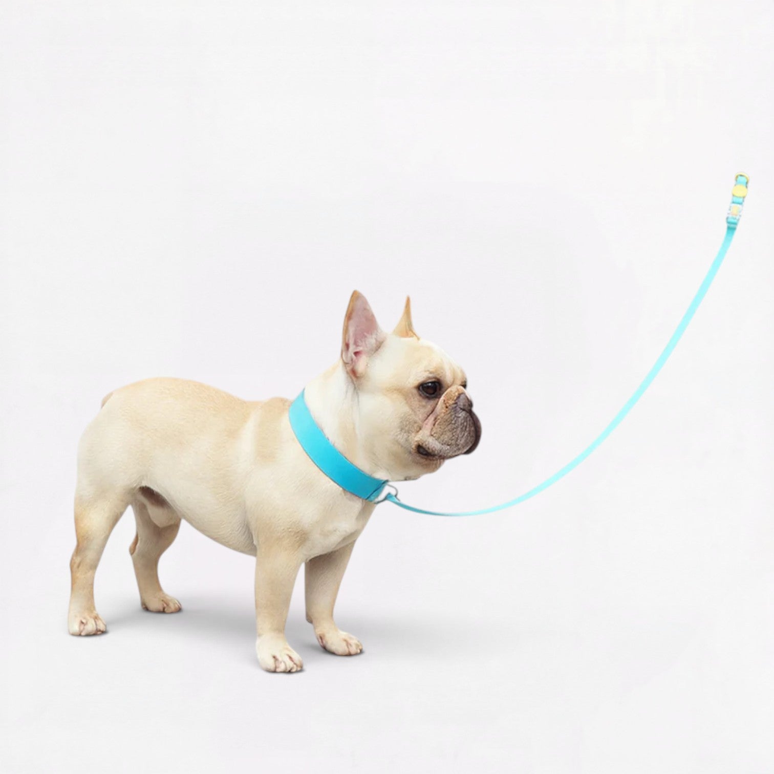 Frenchie-Waterproof-Collar-Leash-Set.jpg