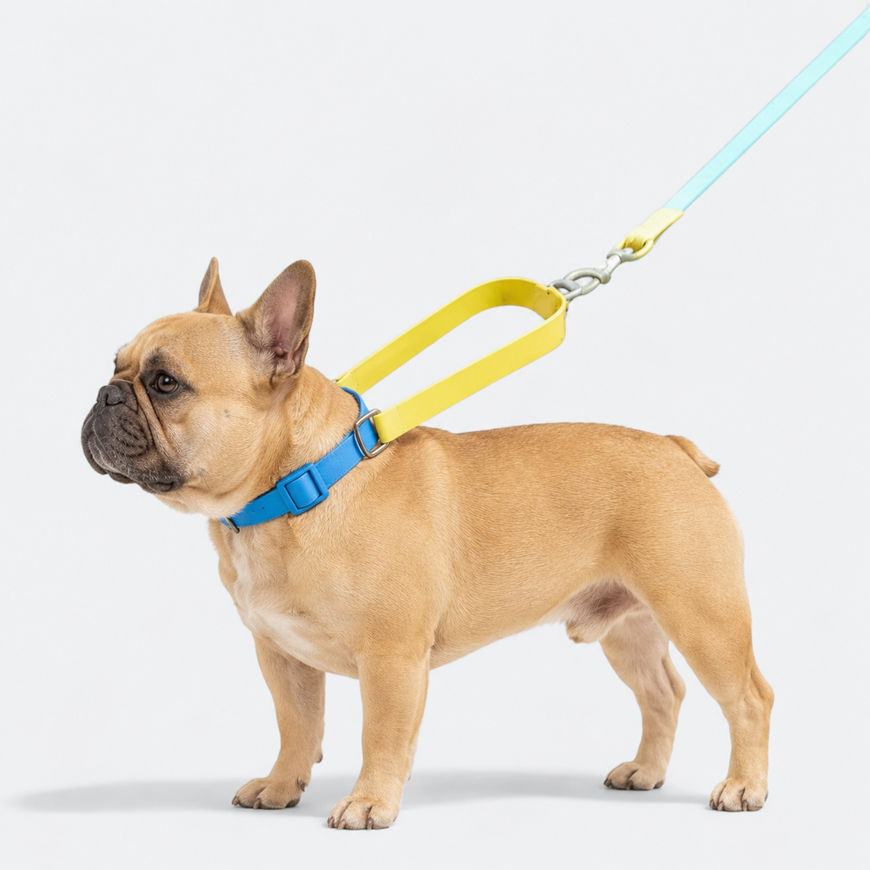 Frenchie-Waterproof-PVC-Collar-Leash-Set.jpg