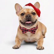 Snowflake-Holiday-Collar-and-Bell-for-French-Bulldog.jpg