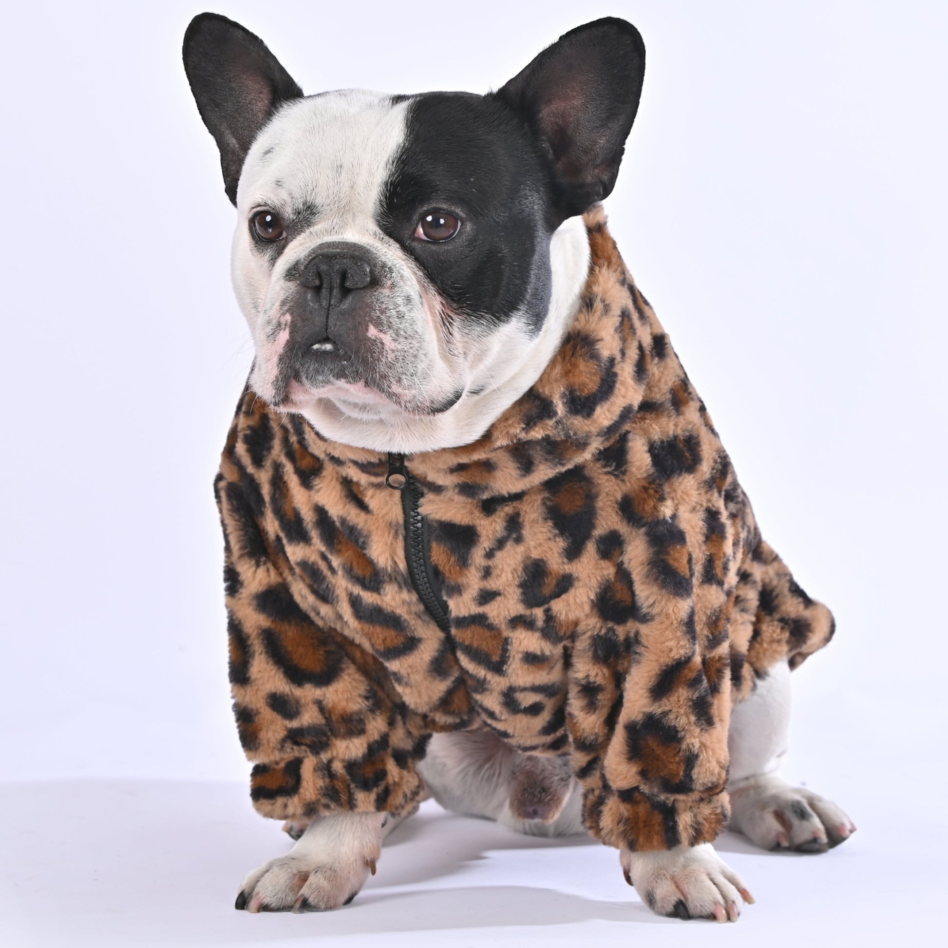 Luscious Leopard Sweater - Frenchie.us