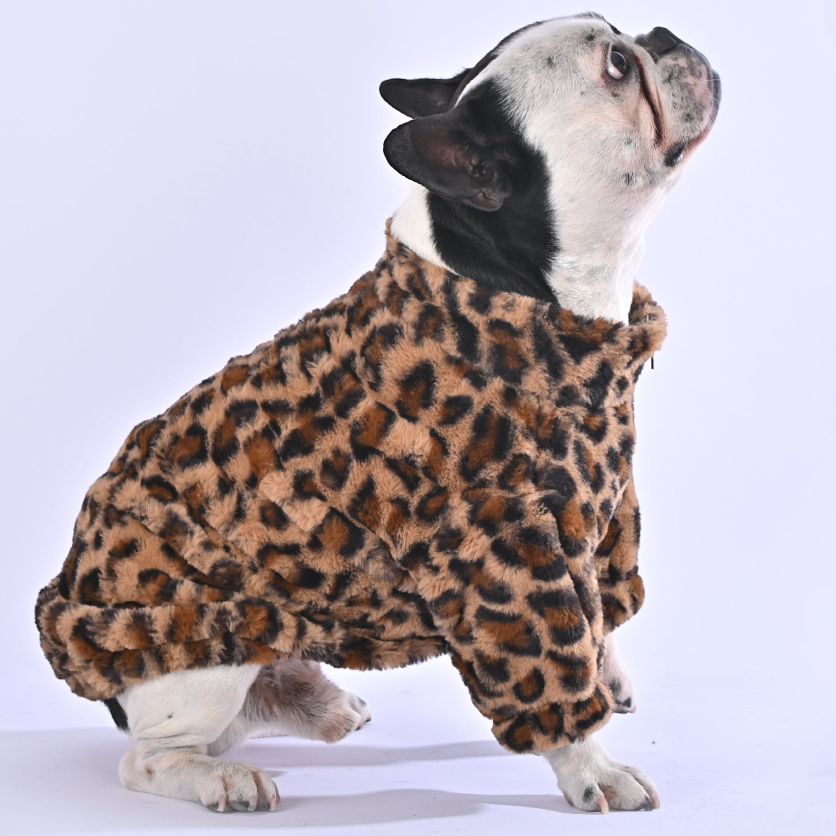 Leopard Sweater for Frenchie