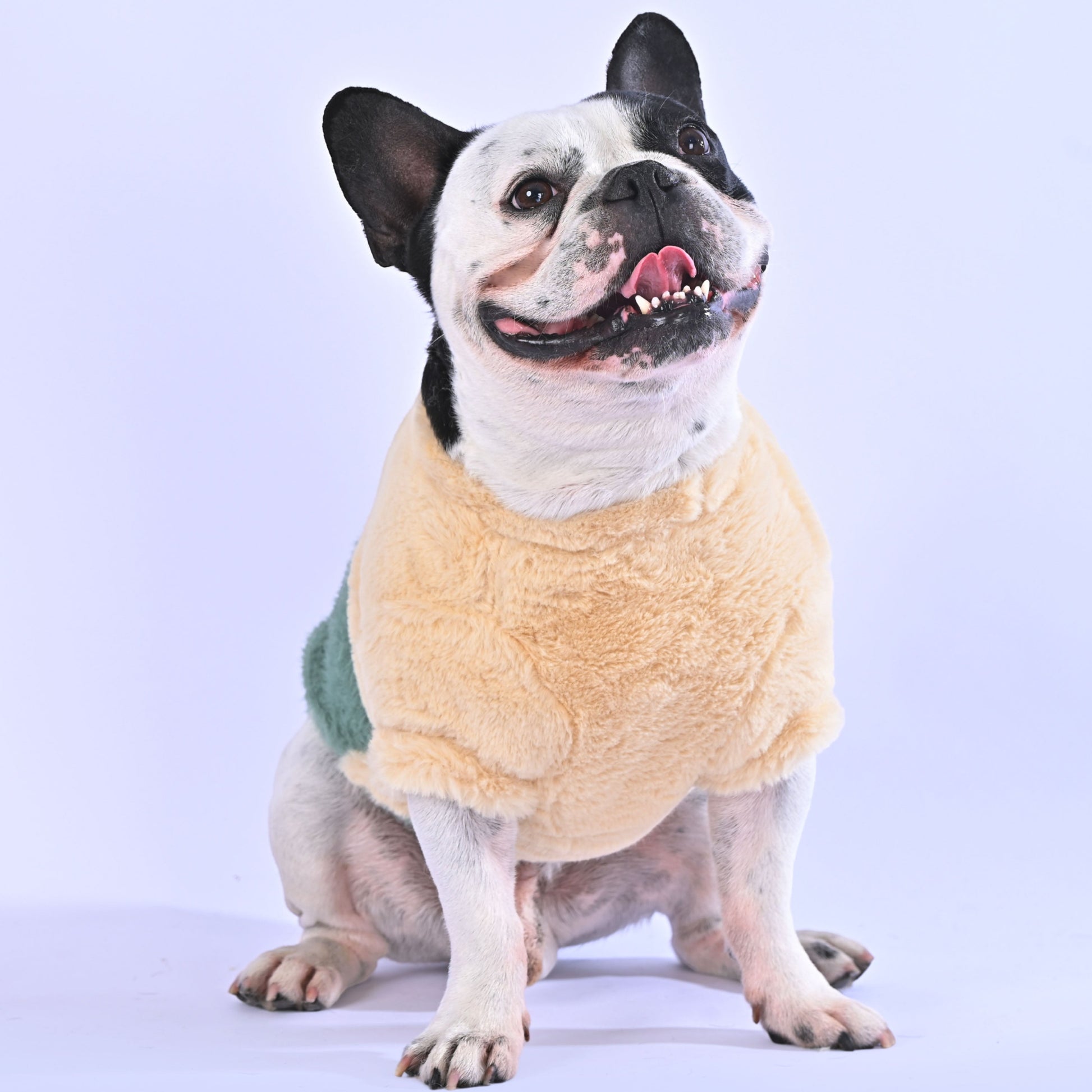 Cozy time Sweater - Frenchie.us