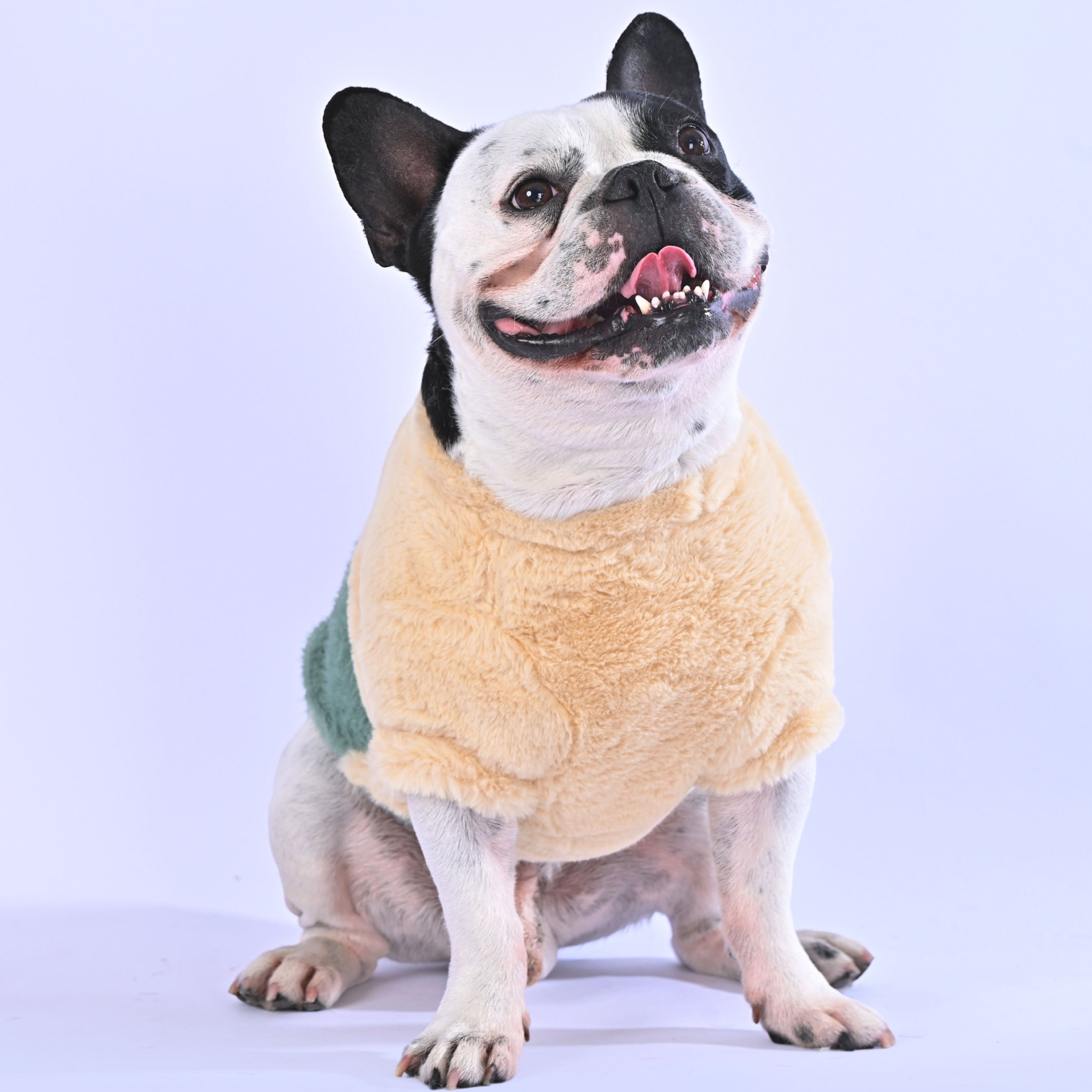 Cozy time Sweater - Frenchie.us