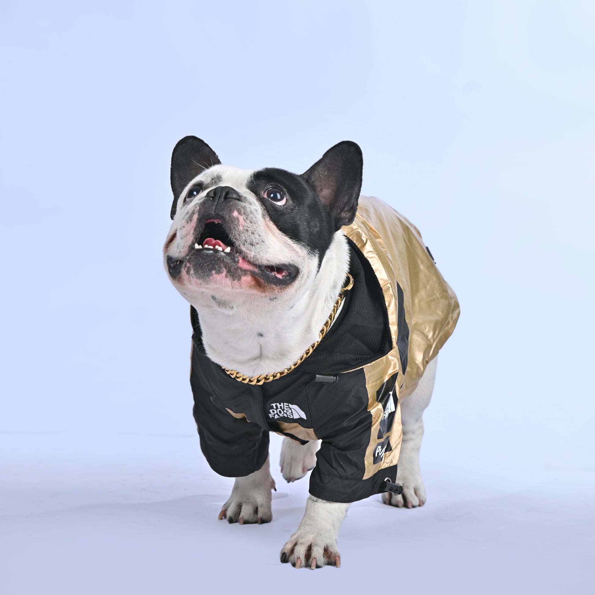Frenchie Face Raincoat - Frenchie.us