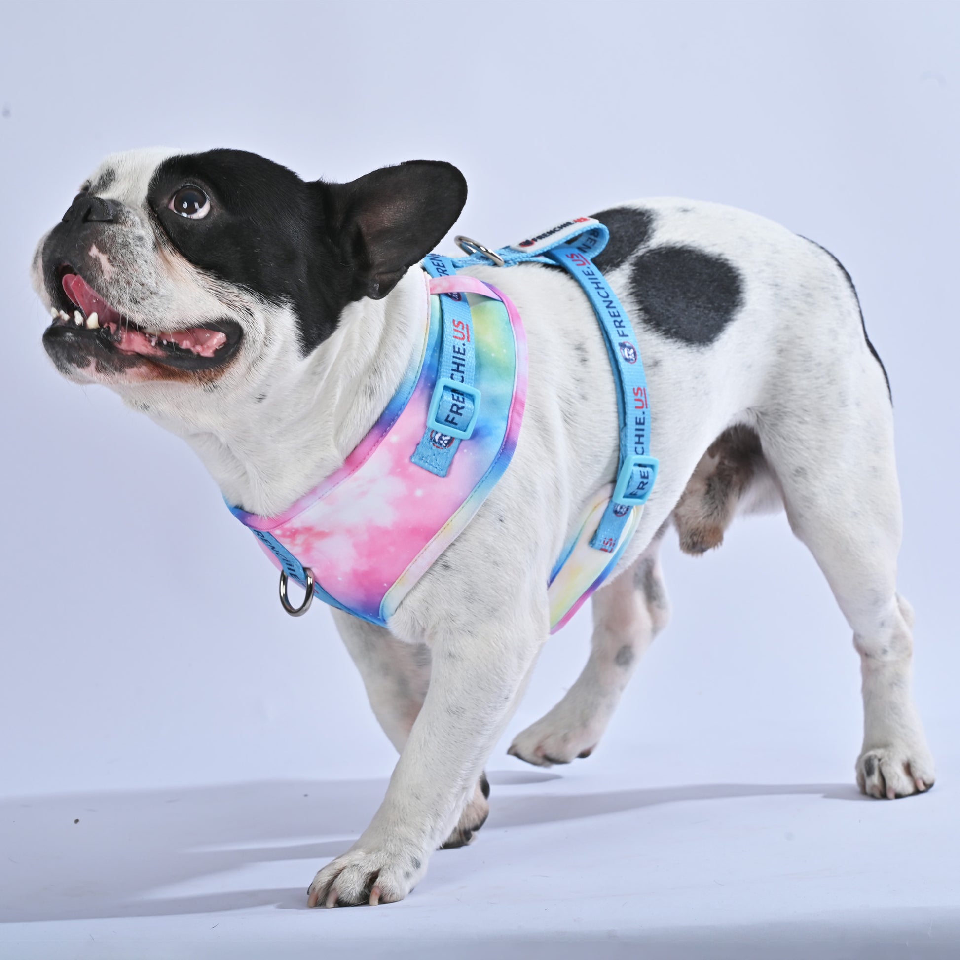 Galaxies - Frenchie.us Harness - Frenchie.us